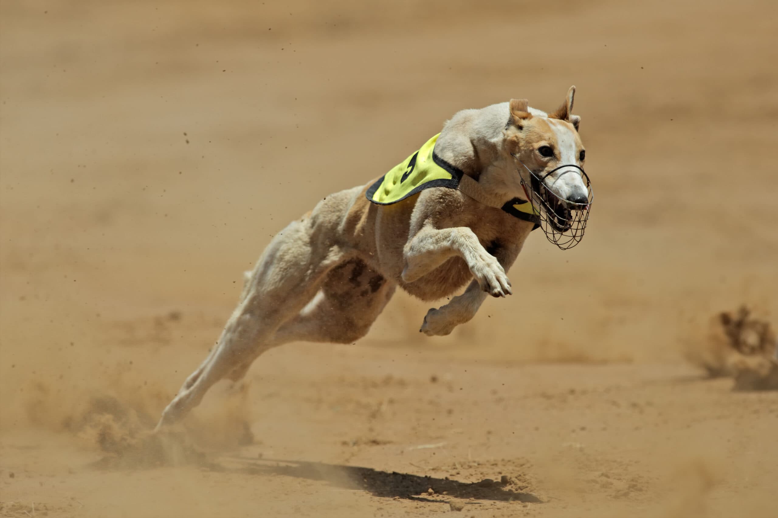 Greyhound Racing API