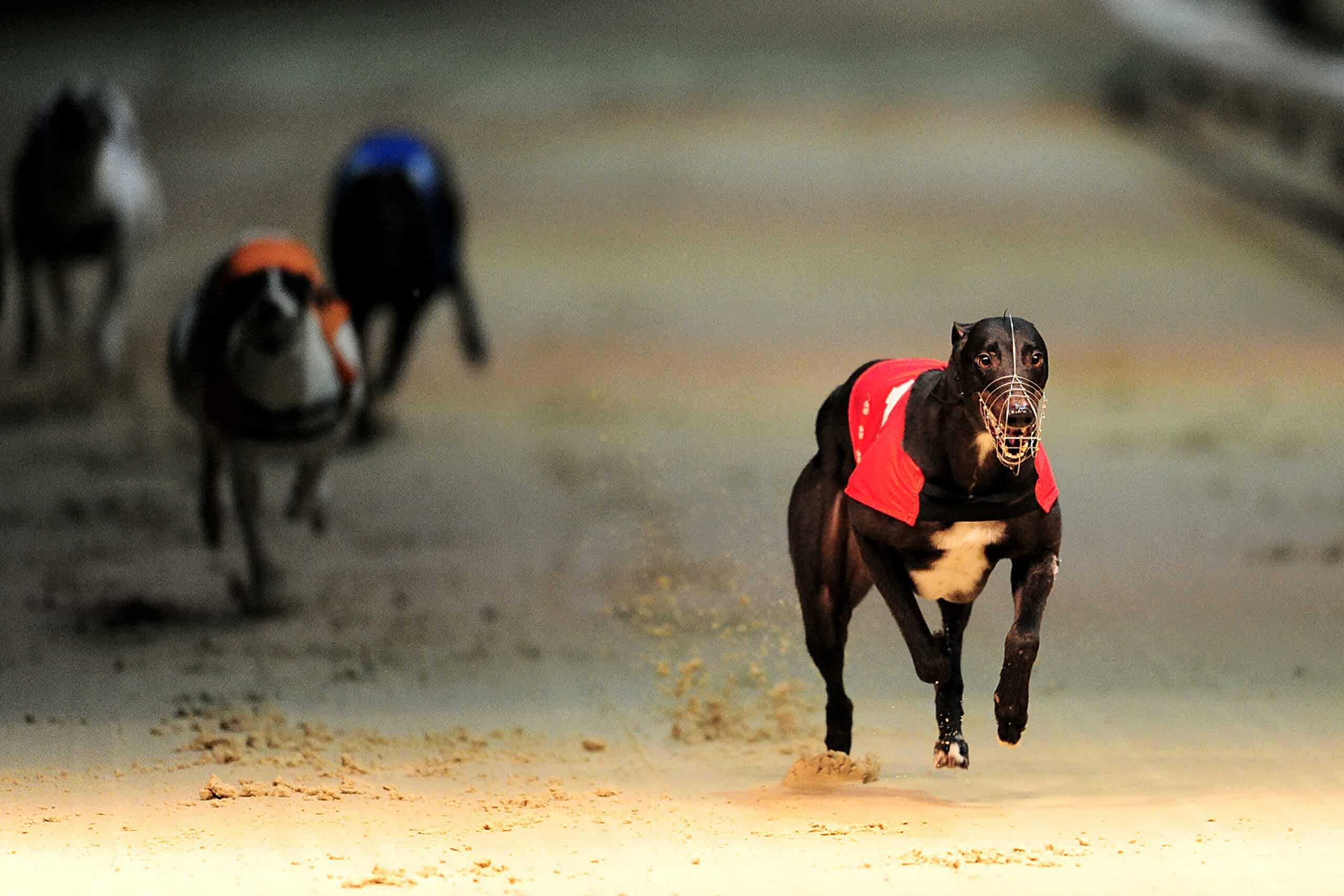 In-running racing odds