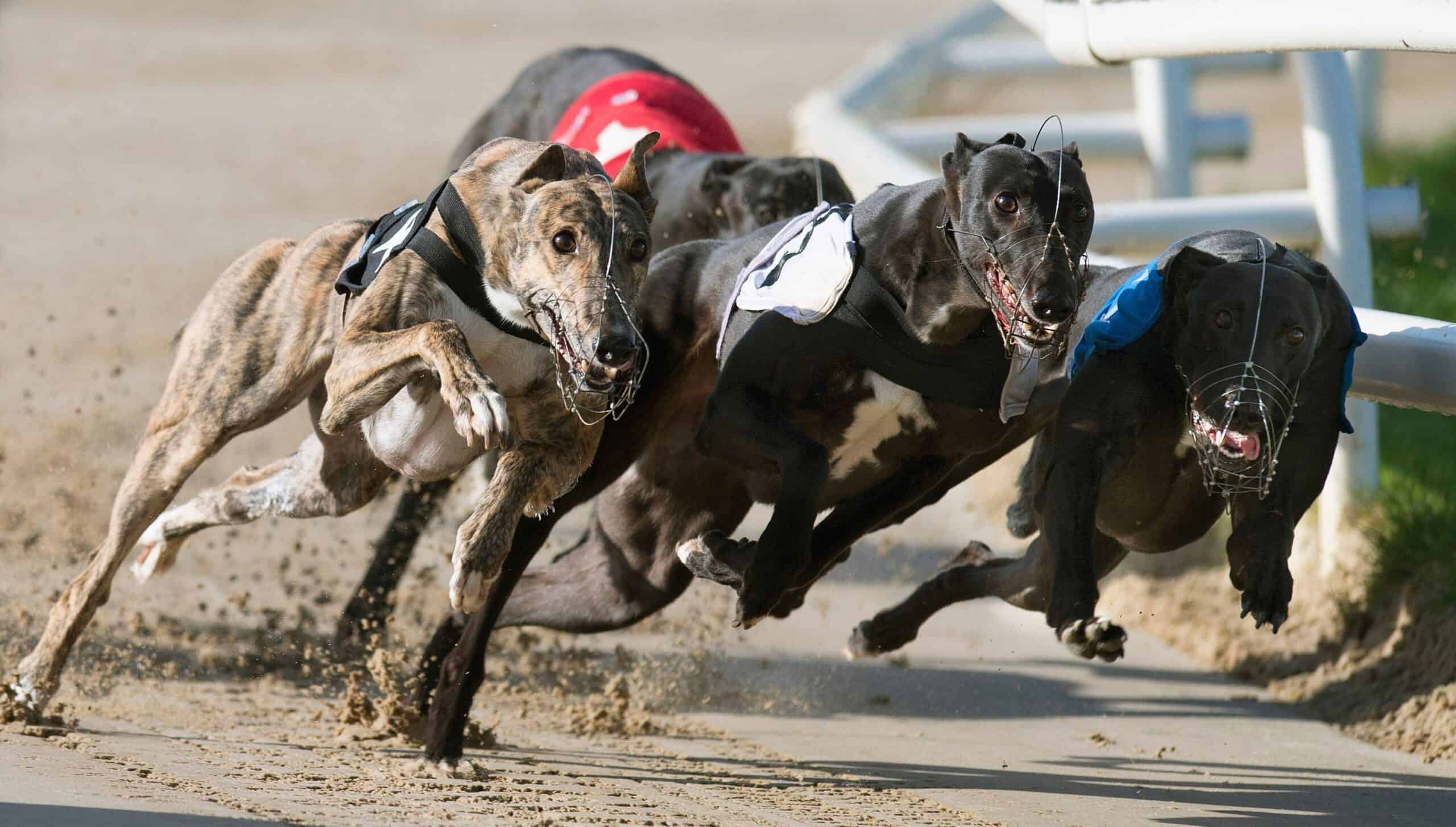 Greyhound Racing Data